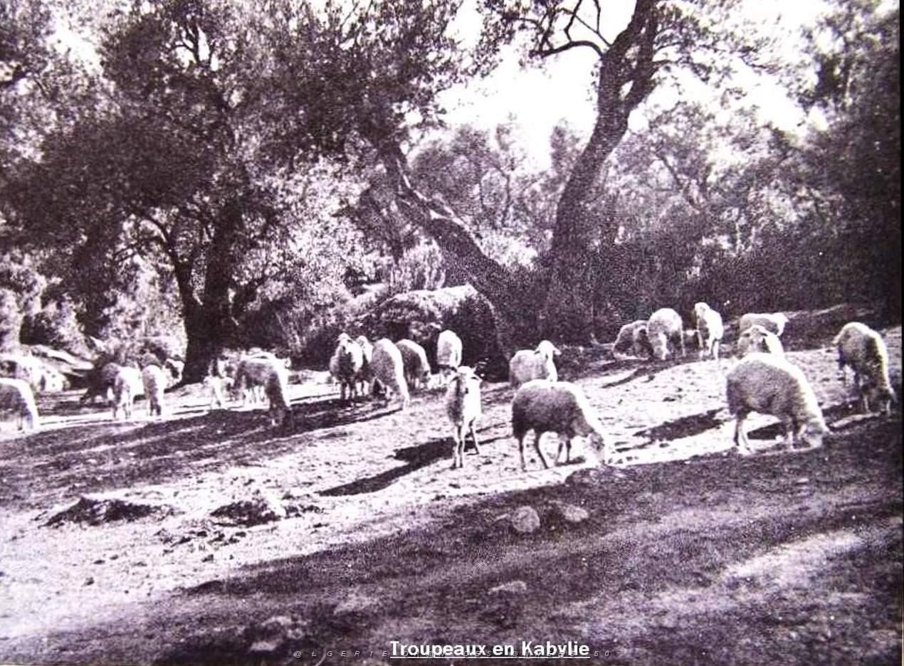 Images d'Algerie 017.jpg